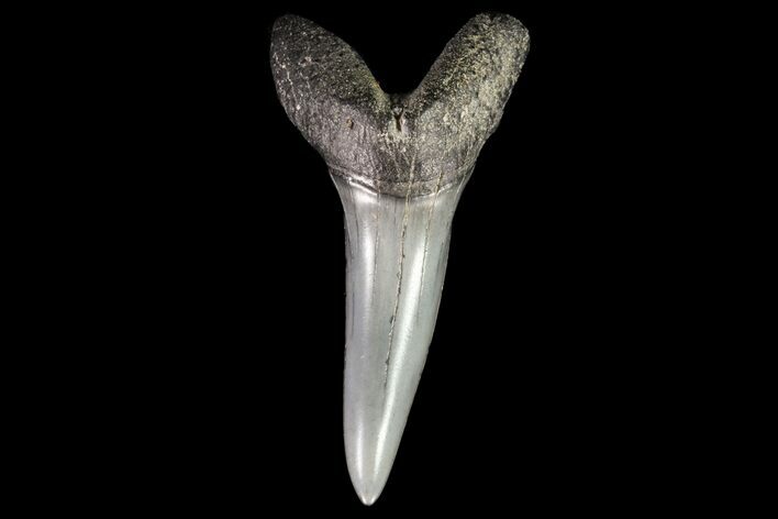 Fossil Shortfin Mako Shark Tooth - Georgia #75267